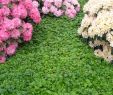 Bodendecker Garten Das Beste Von Teppich Golderdbeere • Waldsteinia Ternata