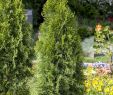 Bodendecker Garten Inspirierend Abendländischer Lebensbaum • Thuja Occidentalis