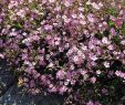 Bodendecker Garten Inspirierend Zwerg Schleierkraut Rosea Gypsophila Repens Rosea Das