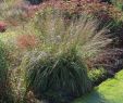 Bodendecker Garten Reizend Riesen Pfeifengras Transparent Beste sorten & Stauden Wissen