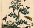 Botanischer Garten Augsburg Schmetterlinge Neu J Vulgaris Stockfotos & J Vulgaris Bilder Alamy