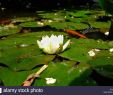 Botanischer Garten Gardone Inspirierend Water Lillys Stockfotos & Water Lillys Bilder Alamy