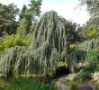 Botanischer Garten Hamburg Luxus Hängende Blauzeder • Cedrus atlantica Glauca Pendula