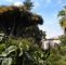 Botanischer Garten Puerto De La Cruz Inspirierend Fahrt In Den nordwesten Teneriffas Tipps Für Kreuzfahrer