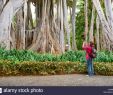 Botanischer Garten Puerto De La Cruz Luxus Teneriffa Stockfotos & Teneriffa Bilder Alamy