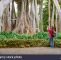 Botanischer Garten Puerto De La Cruz Luxus Teneriffa Stockfotos & Teneriffa Bilder Alamy