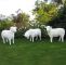 Buddha Kopf Garten Frisch Schaffamilie Weiß Strukturiert Patina 3 Schafe Kopf Gerade Kopf Unten & Kopf Zur Seite