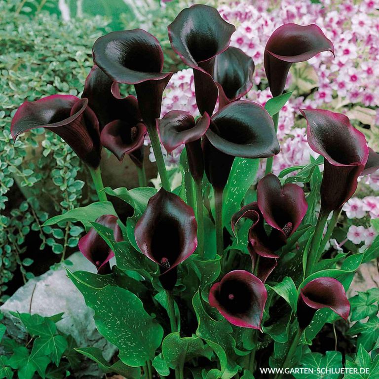 35 Reizend Calla Im Garten Das Beste Von Garten Anlegen