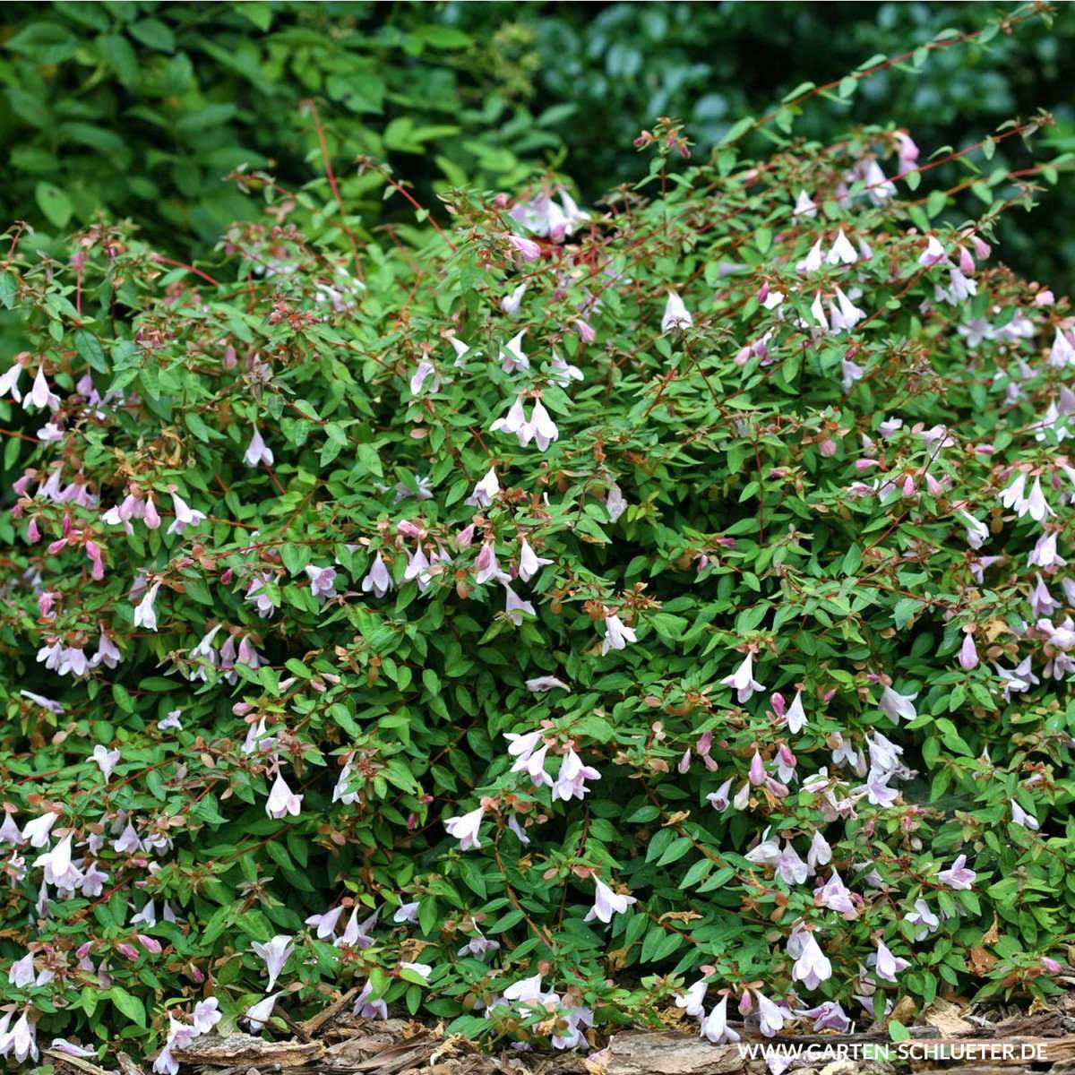 1 Grossblumige Abelie Pinky Bells Abelia grandiflora Pinky Bells 600x600 2x