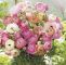 Calla Im Garten Inspirierend Ranunkeln Pastell Mix 10 Stück Ranunculus Pastell Mix