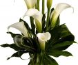 Calla Im Garten Luxus Notice Leaves My Fair Lady Maybe for Food Table In Large