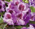 Claude Monet Garten Das Beste Von Rhododendron Pfauenauge Inkarho Rhododendron Hybride Pfauenauge Inkarho