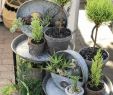 Container Garten Luxus Planters and Container Gardens for Indoors and Out