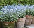 Cottage Garten Anlegen Elegant Pin Von Sunflower Auf Frühling Spring Blau