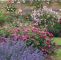 Cottage Garten Frisch Background Nepeta with Rosenepeta with Rose Background