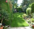 Cottage Garten Luxus Sichtschutz Garten Pflanzen — Temobardz Home Blog
