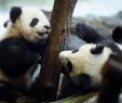 Ein Birnbaum In Seinem Garten Stand Das Beste Von Panda Zwillinge Verzücken Den Berliner Zoo "sie Sind Einfach Zu Putzig"