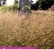Englischer Garten Anlegen Frisch Beet Mit Gräsern Gestalten Meine 12 Lieblinge