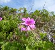Englischer Garten Anlegen Neu Pelargonien –