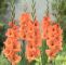 Flora Garten Inspirierend Gladiole Peter Pears 10 Stück Gladiolus