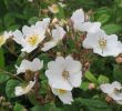 Flora Garten Schön Büschel Rose –