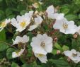 Flora Garten Schön Büschel Rose –