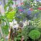 Garten 2000 Reizend Hohe Pflanzen Als Sichtschutz — Temobardz Home Blog