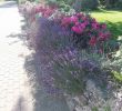 Garten Blog Schön Lavendel Auf Dem Steinwall