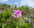 Garten Blume Genial Pelargonien –
