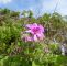Garten Blume Genial Pelargonien –