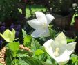 Garten Blume Genial Pin Von Weissundschwarz Auf Blumenpara S Im Garten