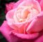 Garten Blume Genial Rote Rosen Bilder Kostenlos Best Kostenlose Foto Blume
