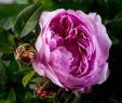 Garten Blume Reizend Rose Jacques Cartier