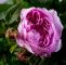 Garten Blume Reizend Rose Jacques Cartier