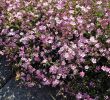 Garten Bodendecker Elegant Zwerg Schleierkraut Rosea Gypsophila Repens Rosea Das