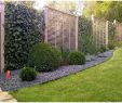 Garten Breuer Luxus Pflanzen Als Sichtschutz Balkon — Temobardz Home Blog