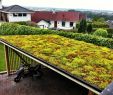 Garten Dach Inspirierend Sedum Roof Garden