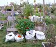 Gärten Der Welt Preise Einzigartig Hintergründiges Zum Bioanbau 2013