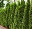 Garten Düngen Hornspäne Elegant Natürlicher Sichtschutz Hecken Richtig Pflanzen