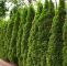 Garten Düngen Hornspäne Elegant Natürlicher Sichtschutz Hecken Richtig Pflanzen