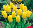 Garten Englisch Luxus Fosteriana Tulpe Candela 10 Stück Tulipa Fosteriana Candela