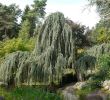 Garten Feuerschale Genial Hängende Blauzeder • Cedrus atlantica Glauca Pendula