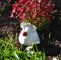 Garten Geschenkideen Inspirierend Ceramic Garden Decoration Cute Mouse Pinky