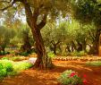 Garten Gezemaneh Elegant Ein Od Milvado where is the Garden Of Eden It is On Earth