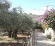 Garten Gezemaneh Elegant File Jerusalem Garden Of Gethsemane