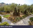 Garten Gezemaneh Frisch Jesus Christ Mount Olives Stockfotos & Jesus Christ
