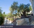 Garten Gezemaneh Schön Jesus Christ Mount Olives Stockfotos & Jesus Christ