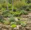 Garten Hanglage Gestaltung Bilder Frisch Denim N Lace Russian Sage Perovskia atriplicifolia