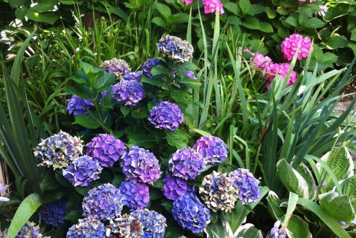 Garten Hortensie Einzigartig Funkie Und Hortensie Ein Ideales Paar