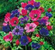 Garten Hortensie Inspirierend Garten Anemone De Caen Mischung 15 Stück